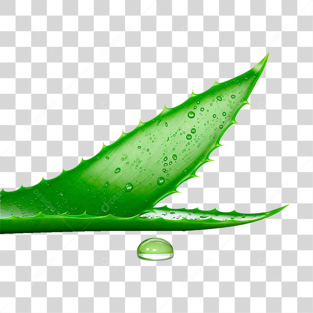 Babosa PNG Transparente