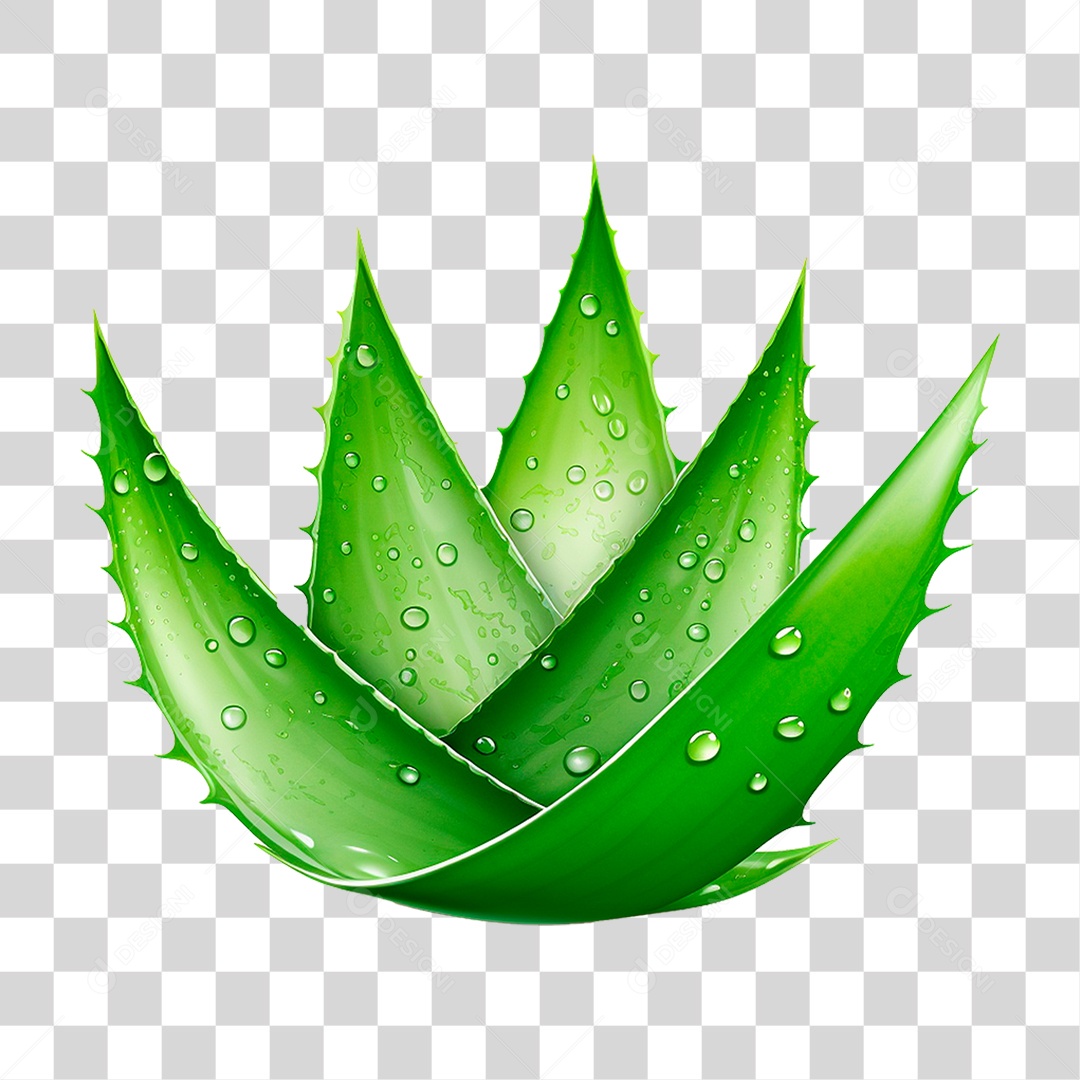 Babosa PNG Transparente