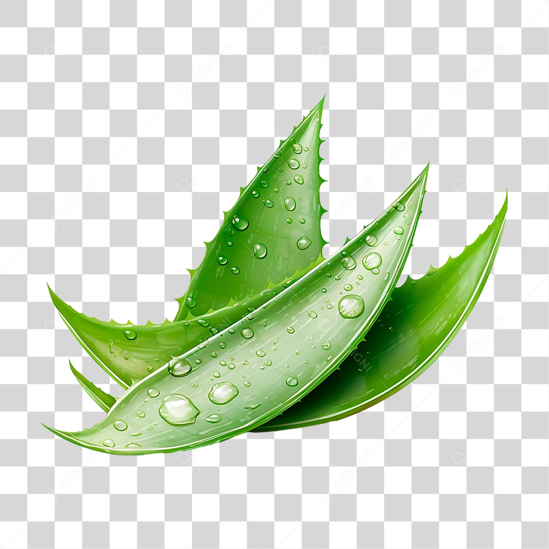 Babosa PNG Transparente