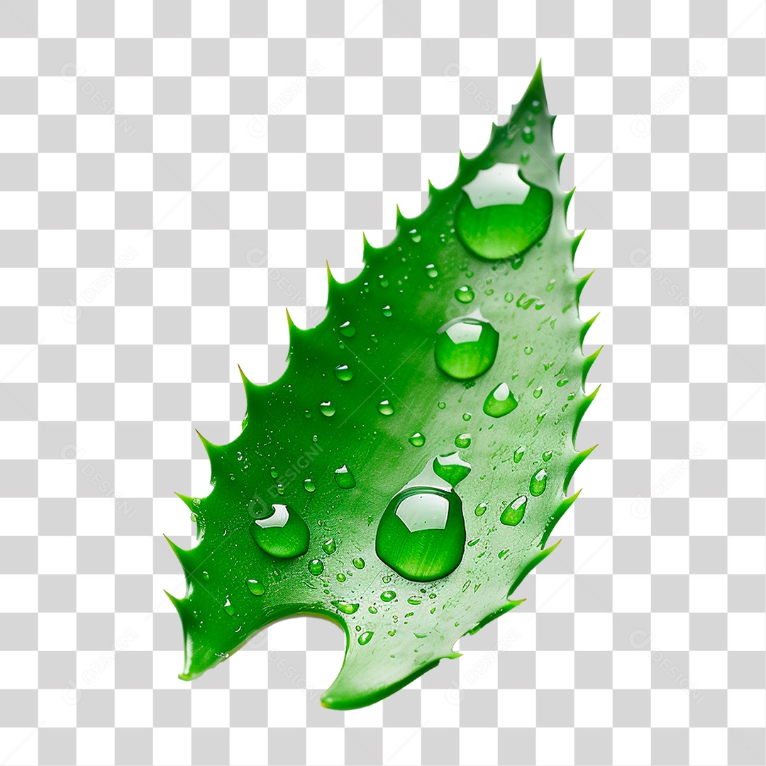 Babosa PNG Transparente