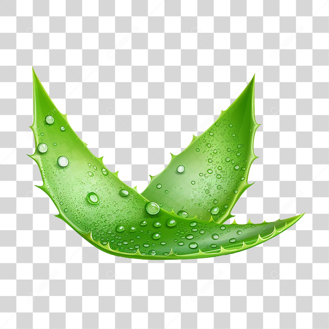 Folha com Gotas de Água PNG Transparente