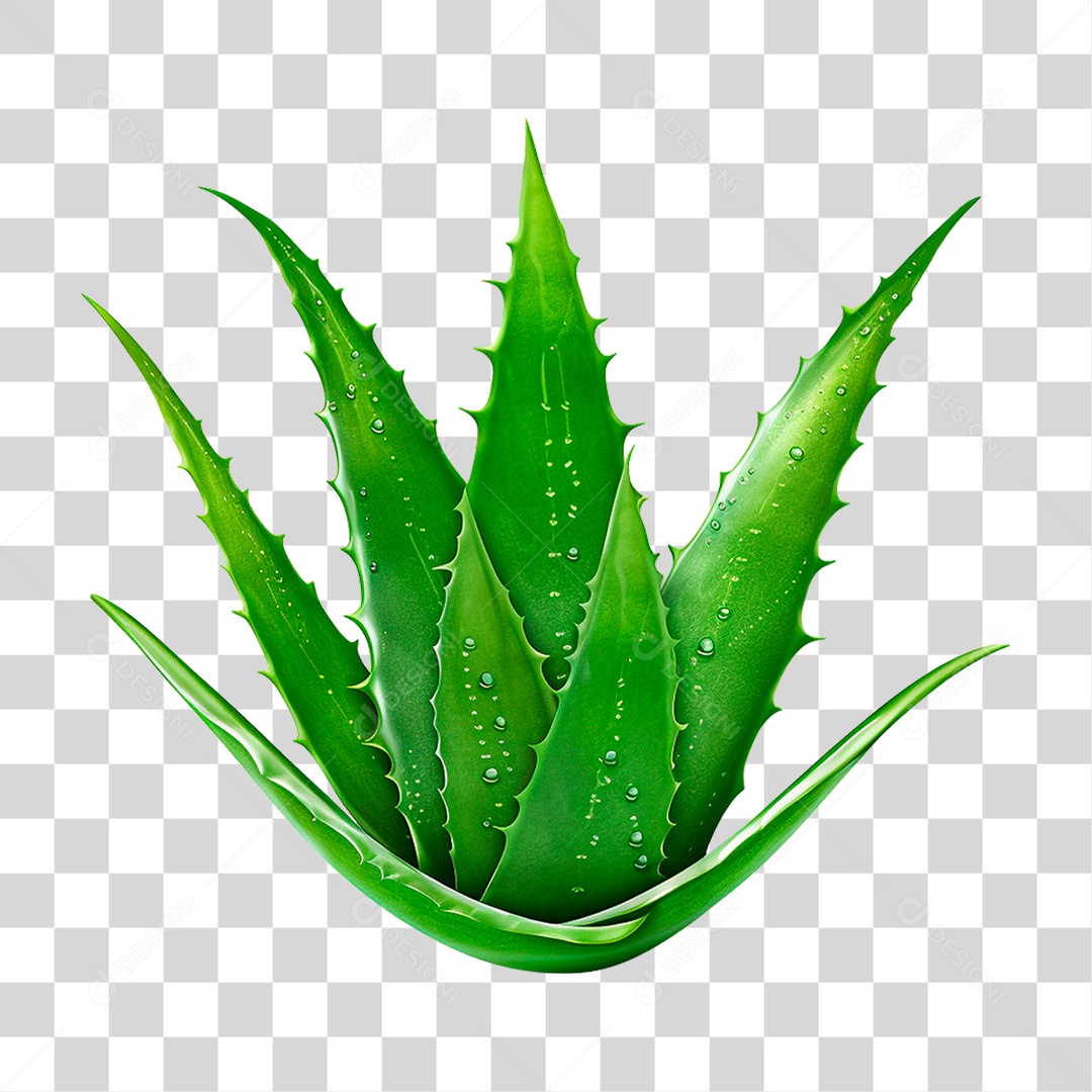 Babosa PNG Transparente