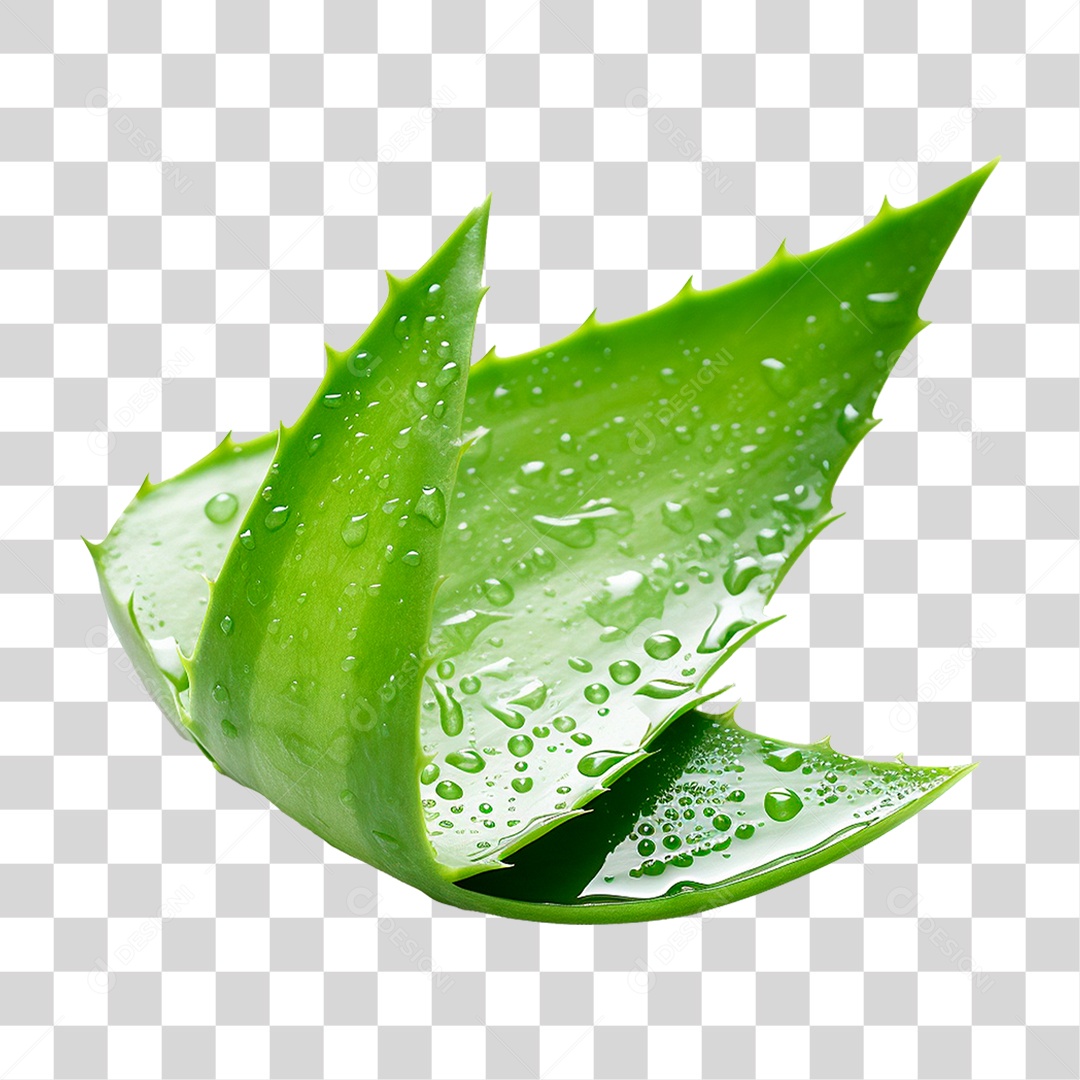 Babosa PNG Transparente