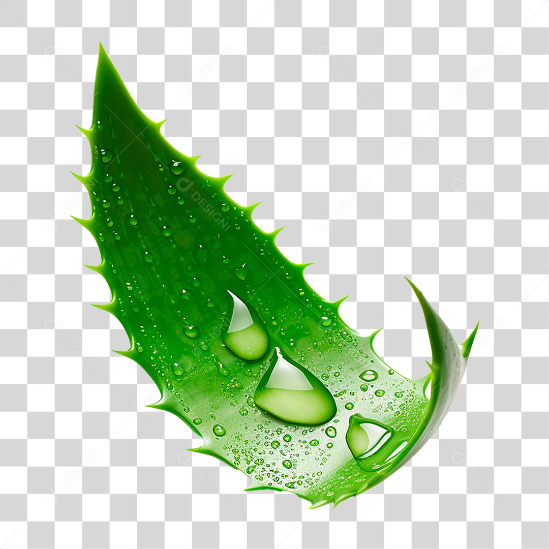 Babosa PNG Transparente