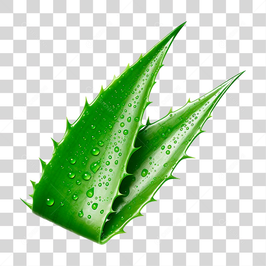 Babosa PNG Transparente