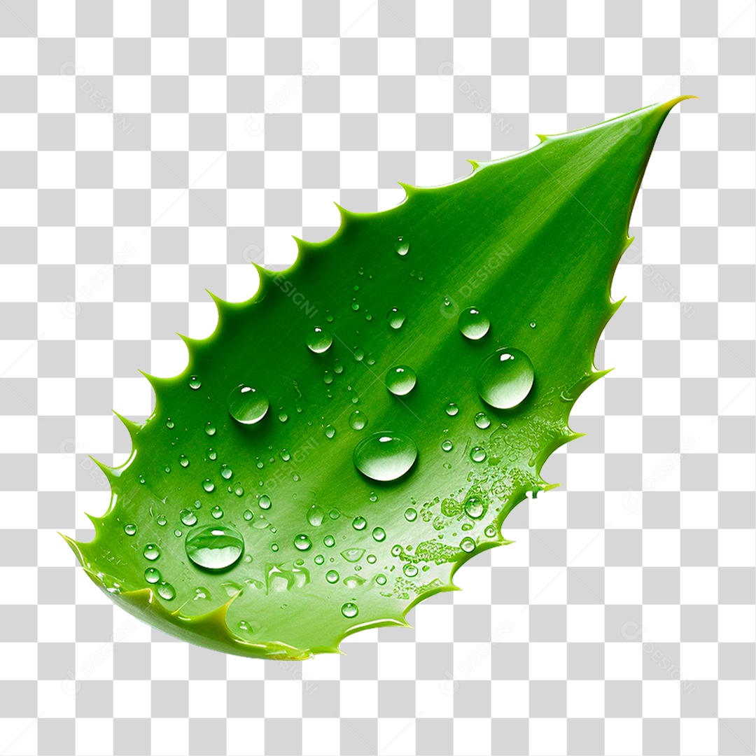 Babosa PNG Transparente