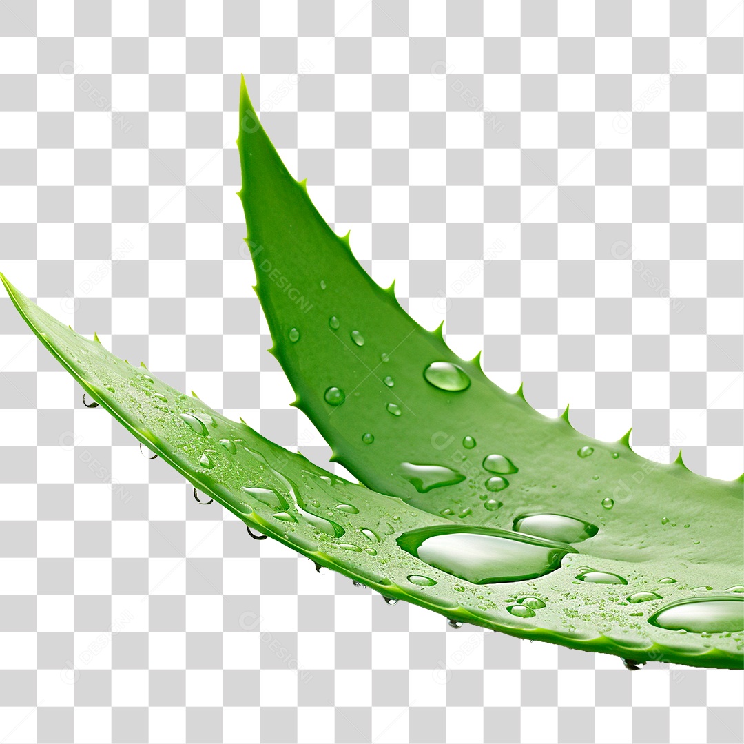 Babosa PNG Transparente