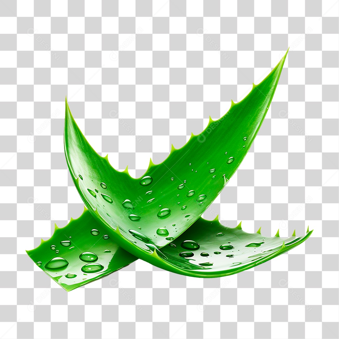 Babosa PNG Transparente