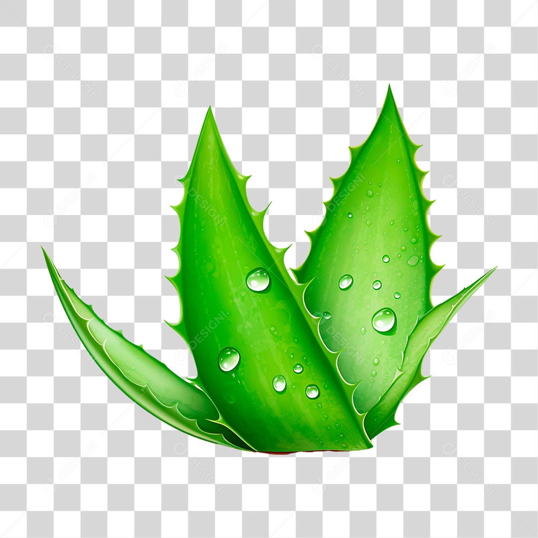 Babosa PNG Transparente