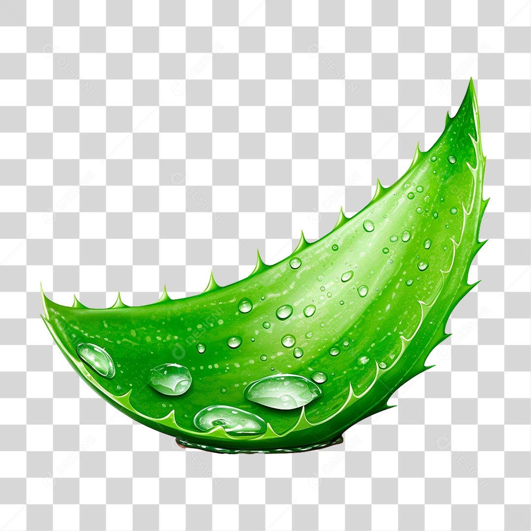 Babosa PNG Transparente