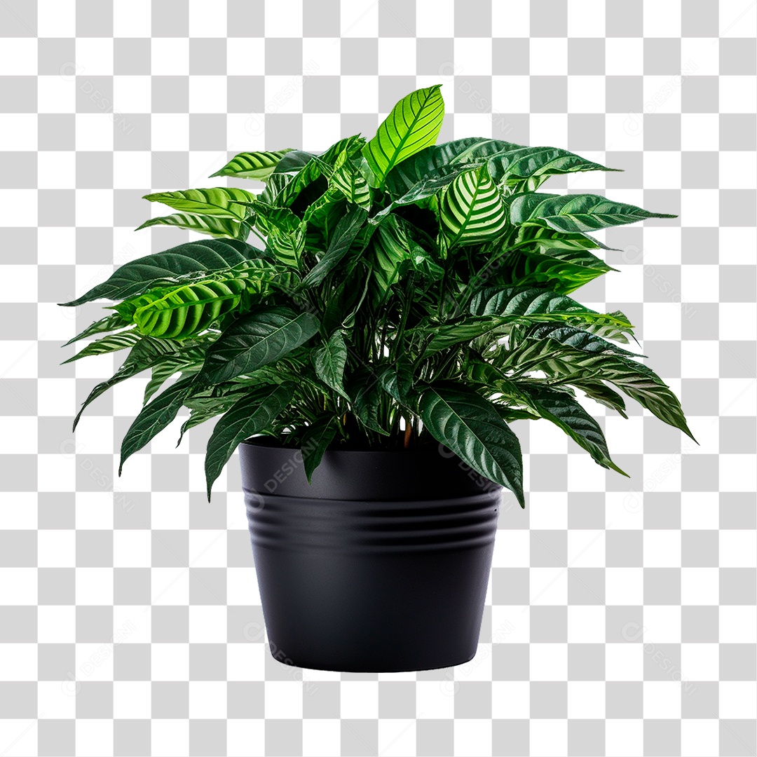 Muda de Planta em Recipiente Preto PNG Transparente