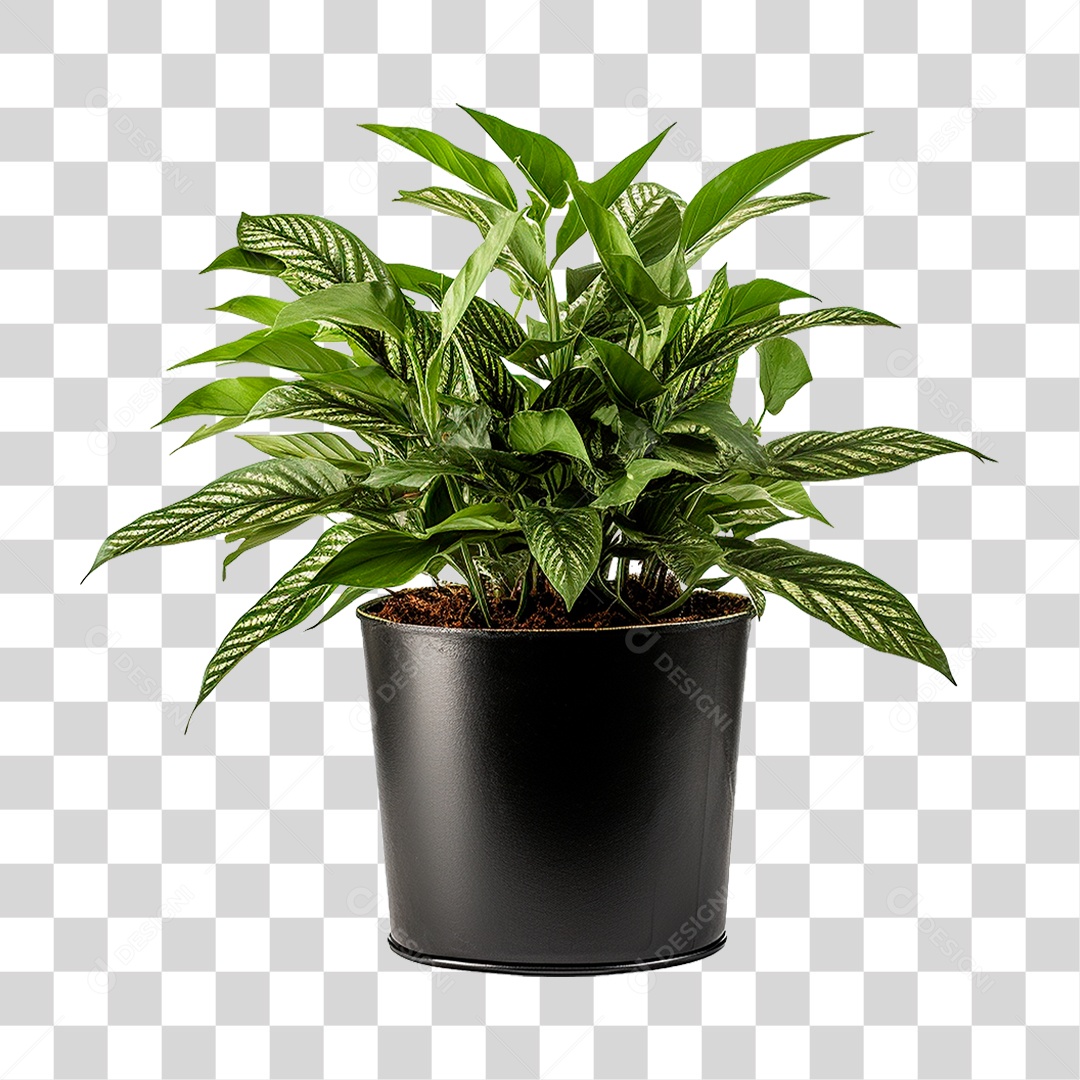 Muda de Planta em Recipiente Preto PNG Transparente