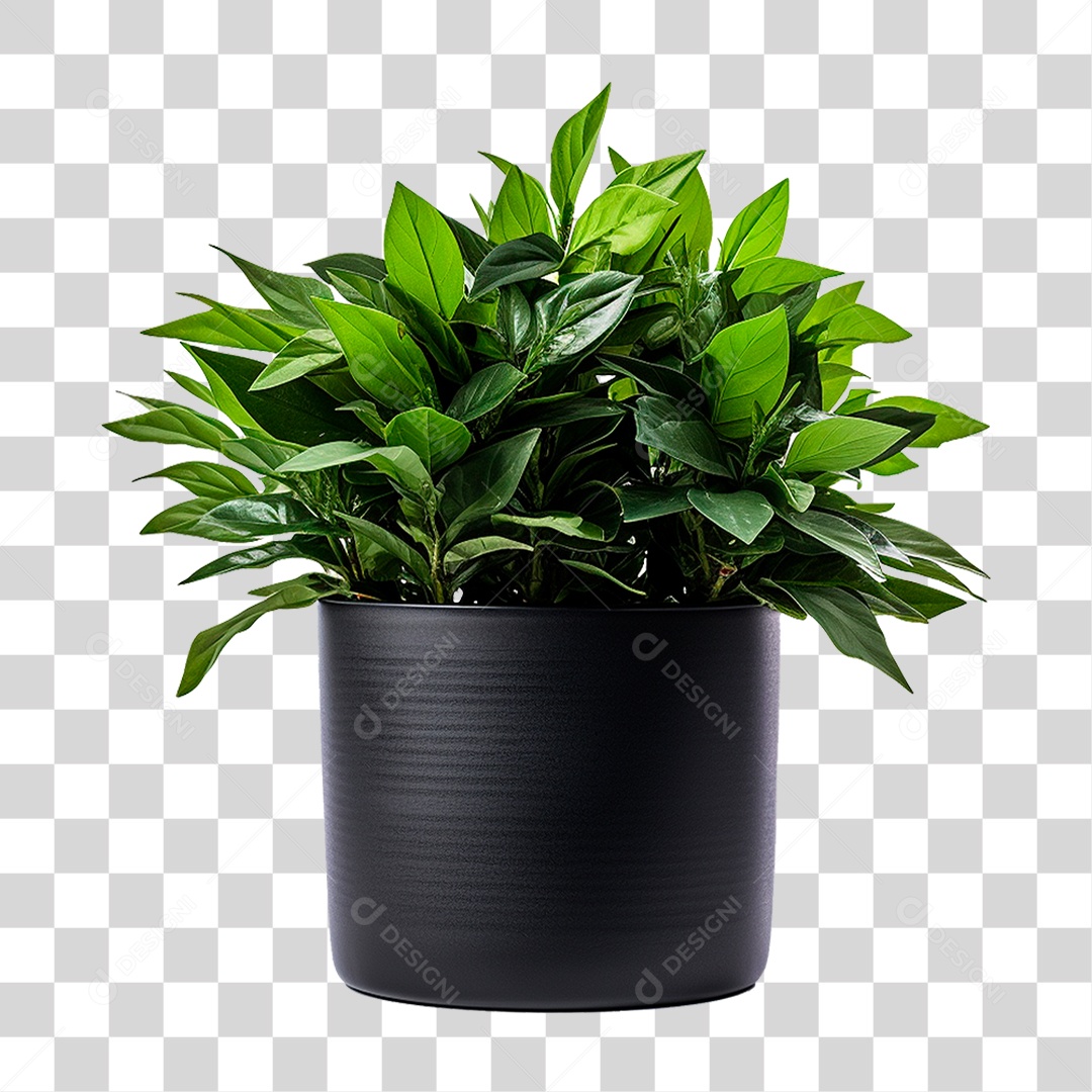 Muda de Planta em Recipiente Preto PNG Transparente