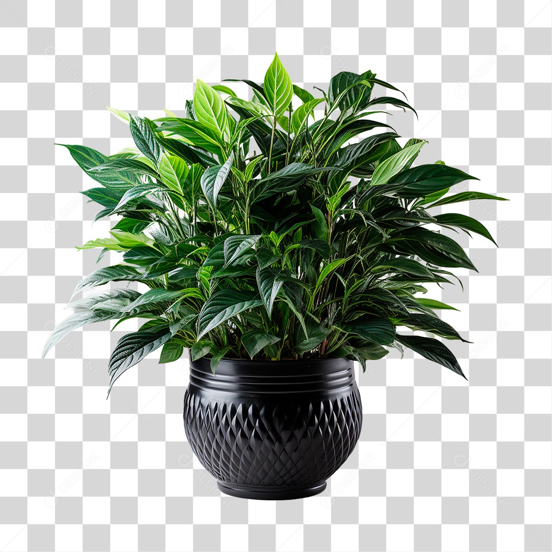 Planta PNG Transparente