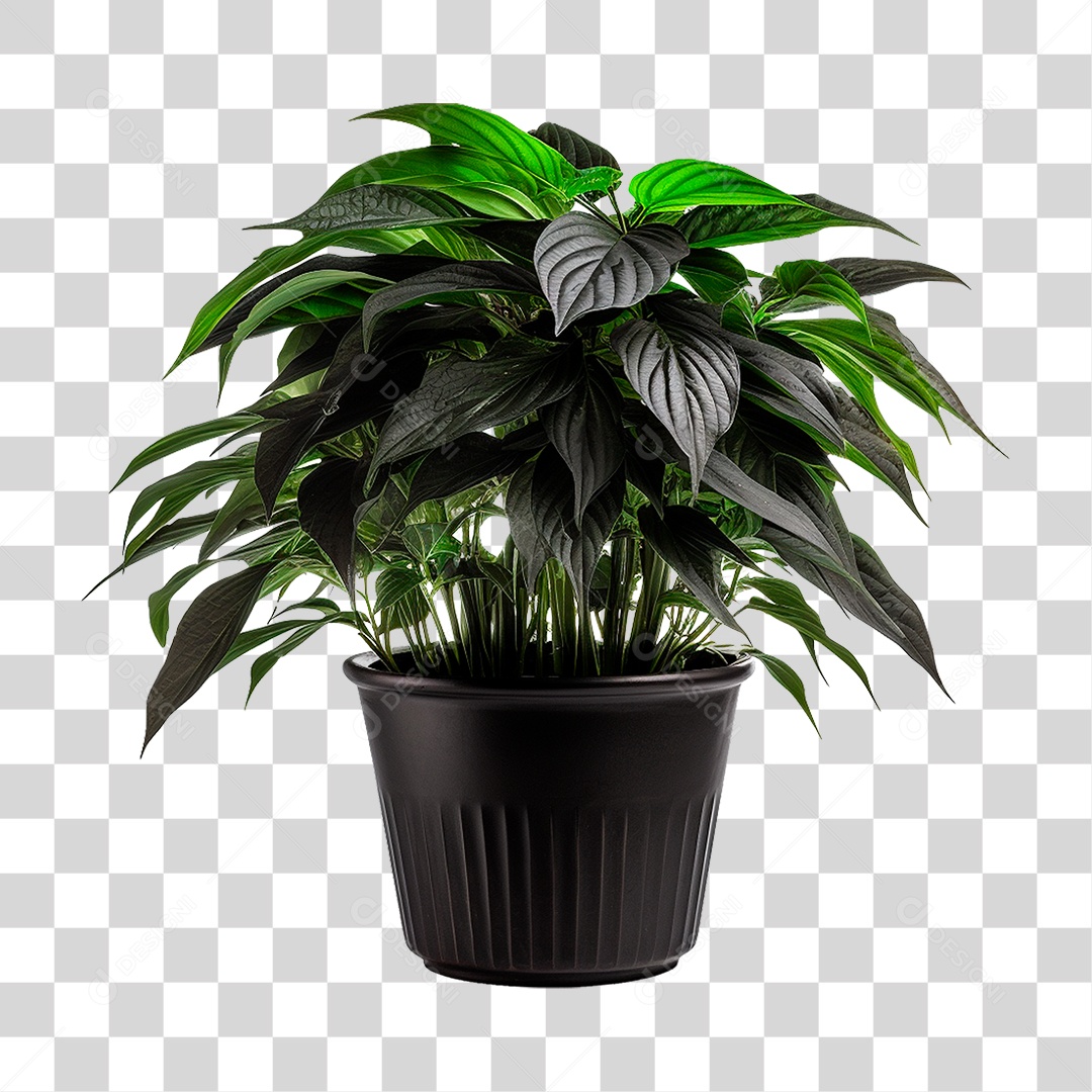 Planta PNG Transparente