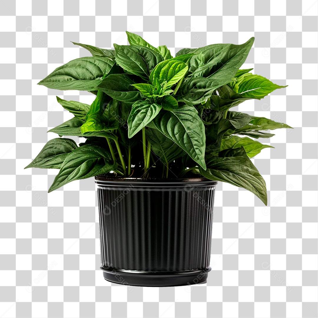 Planta PNG Transparente