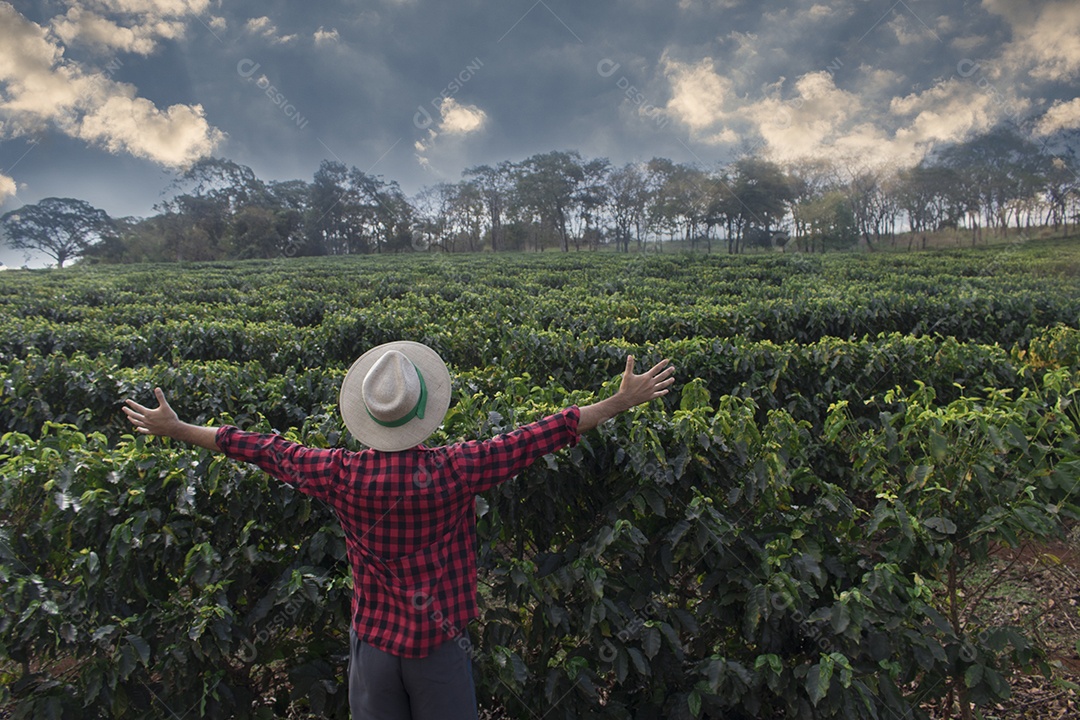 Imensa plantação de café
