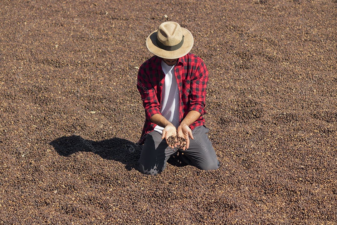 Agricultor analisando processo de secagem de grãos de café