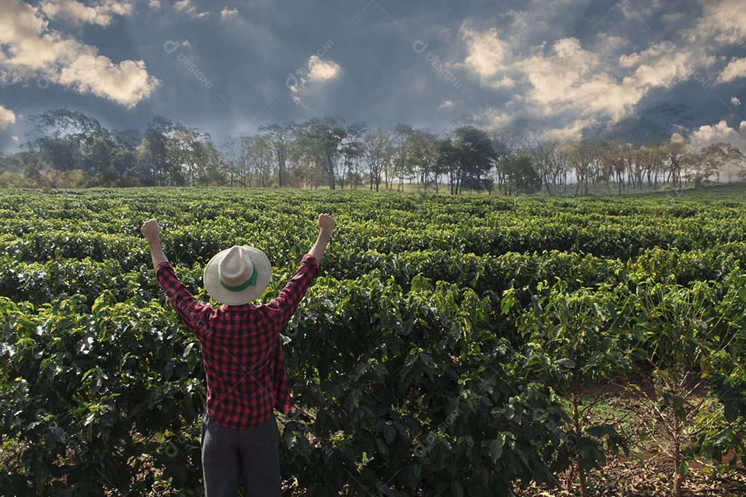 Agricultor analisando plantação de café