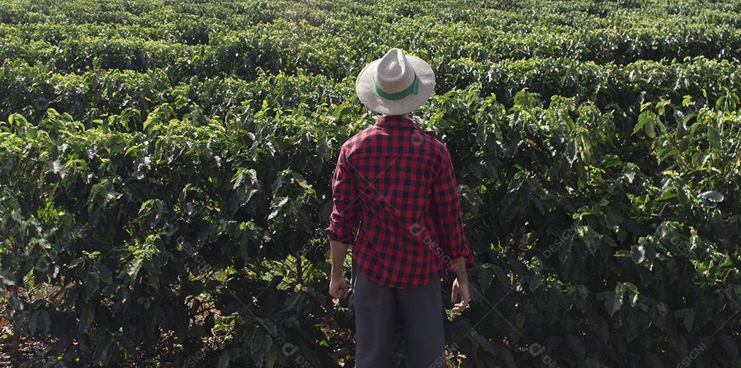 Agricultor com chapéu em paisagem de campo de plantação de café