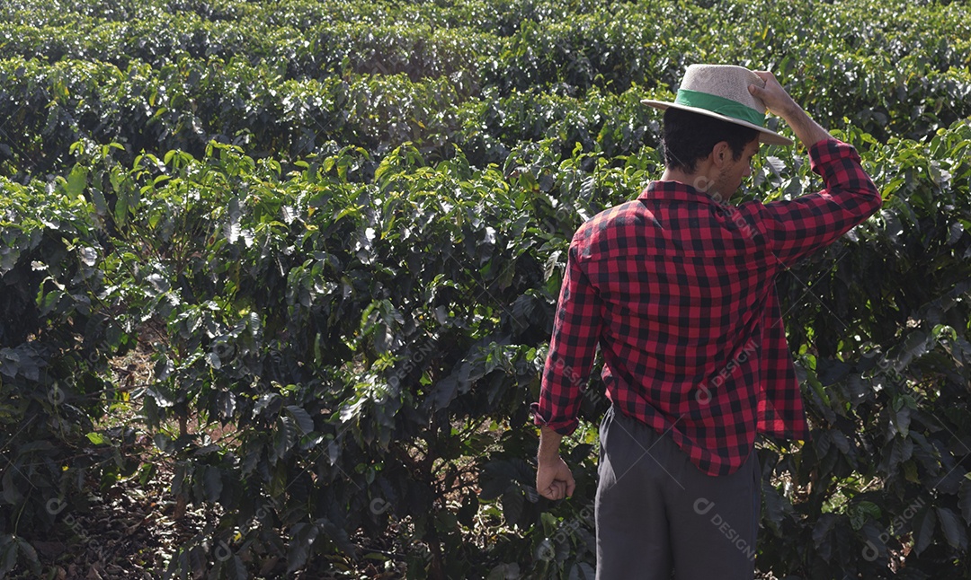 Agricultor com chapéu em plantação de café cultivada