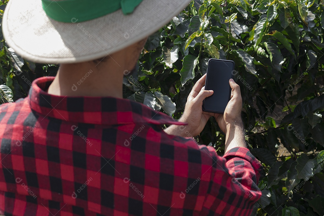 Agricultor em plantação de café