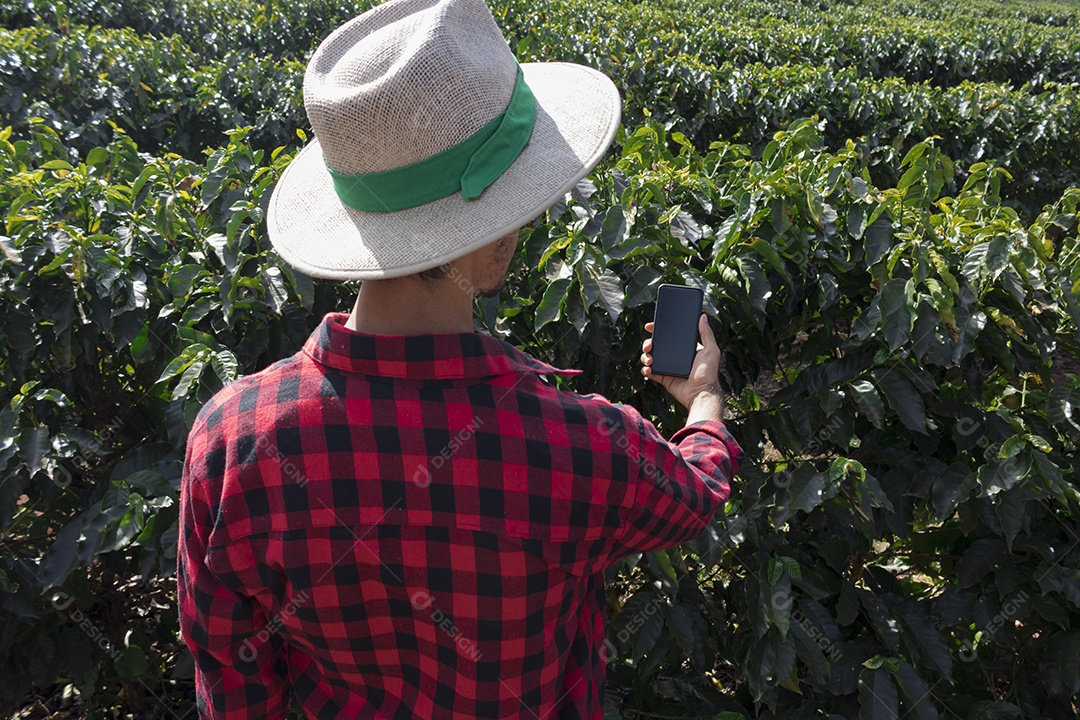 Agricultor em plantação de café