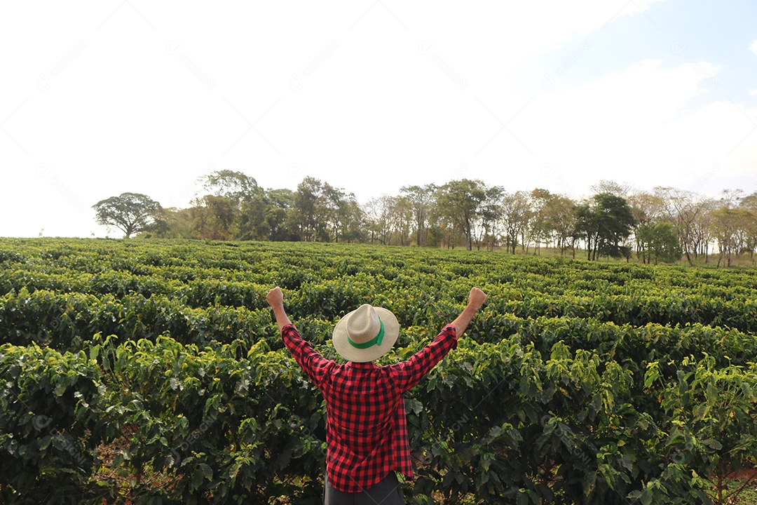 Agricultor em plantação de café