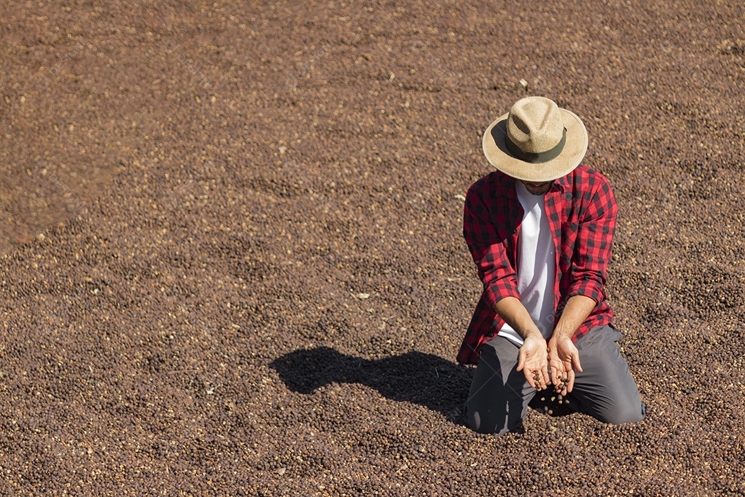 Agricultor analisando processo de secagem de grãos de café