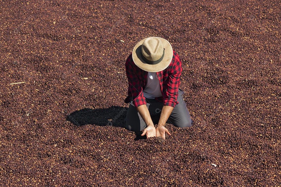 Agricultor analisando processo de secagem de grãos de café