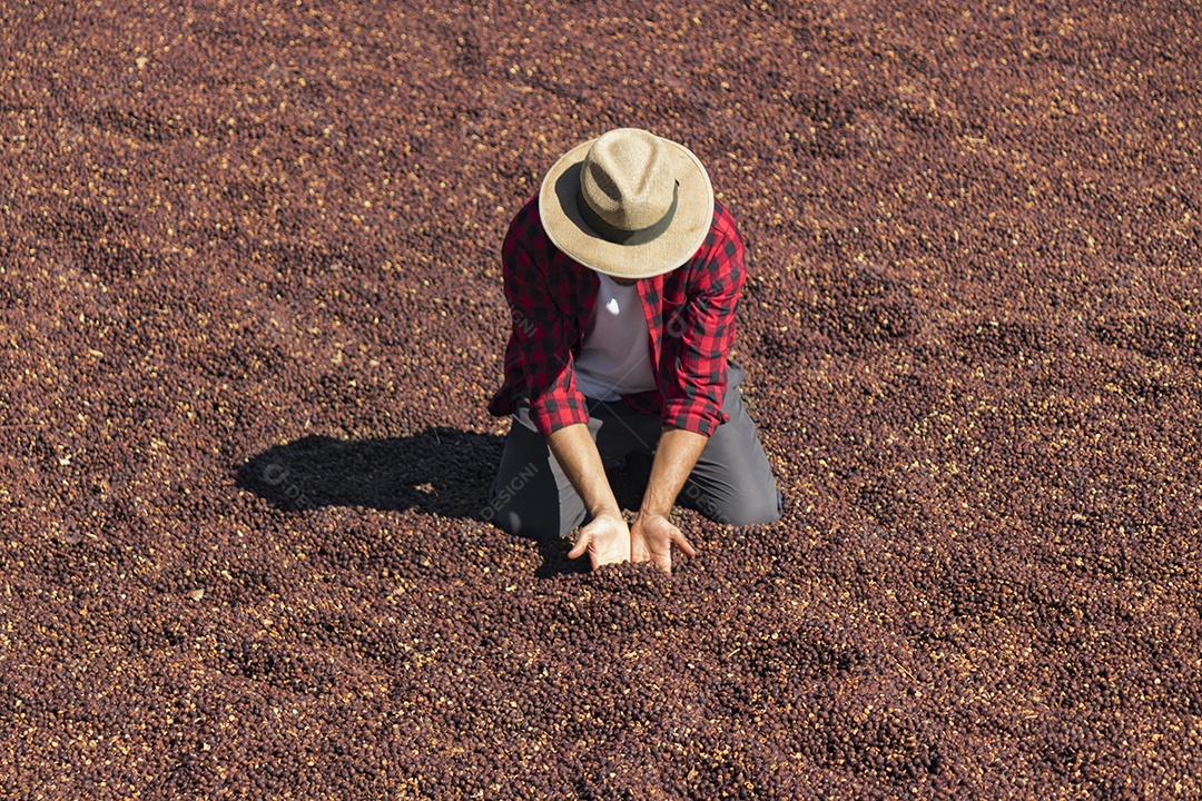 Agricultor analisando processo de secagem de grãos de café