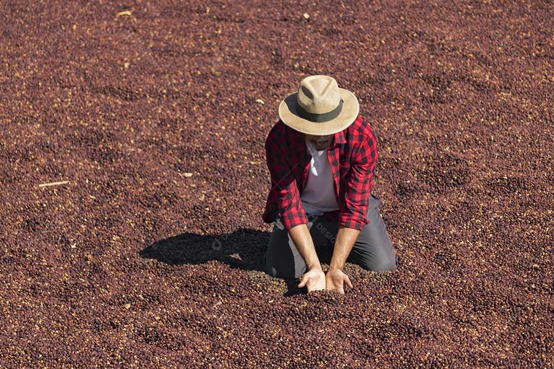Agricultor analisando processo de secagem de grãos de café