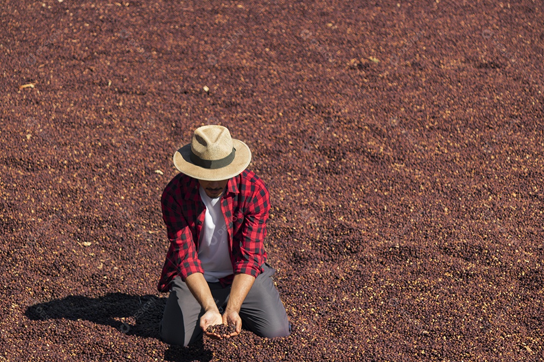Agricultor analisando processo de secagem de grãos de café