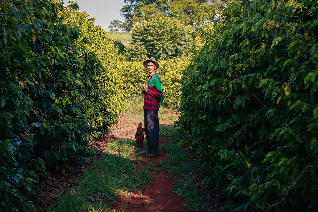 Agricultor em plantação de café segurando uma bandeira brasileira