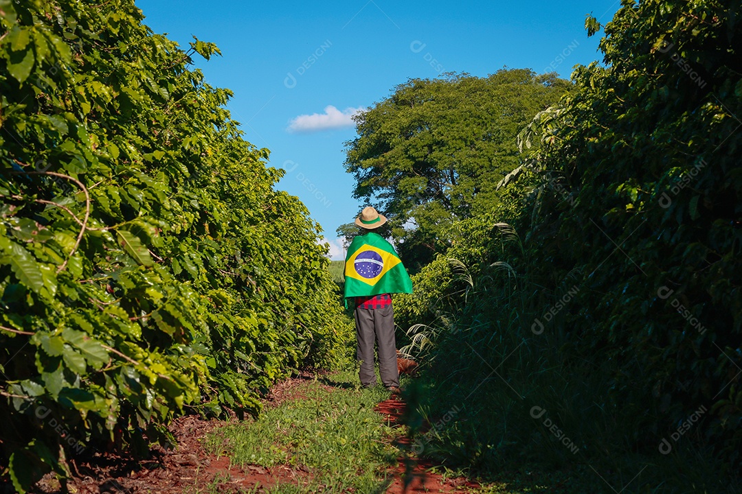 Agricultor em plantação de café segurando uma bandeira brasileira