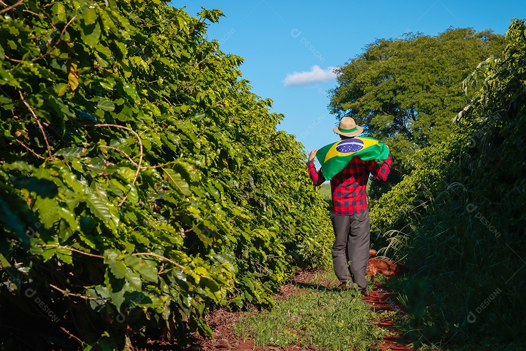 Agricultor em plantação de café segurando uma bandeira brasileira