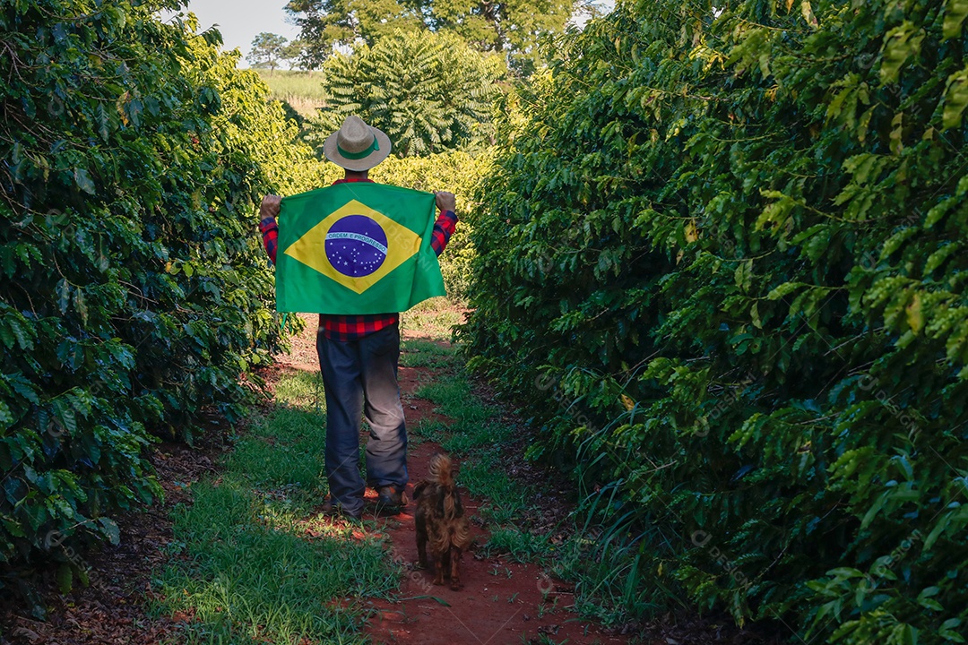 Agricultor em plantação de café segurando uma bandeira brasileira