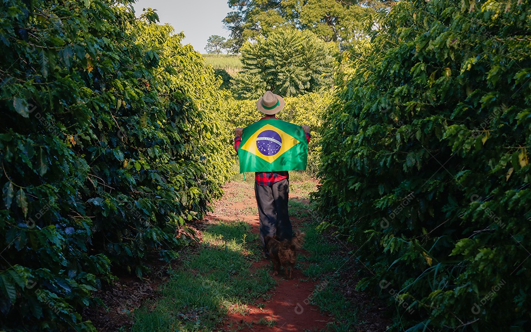 Agricultor em plantação de café segurando uma bandeira brasileira