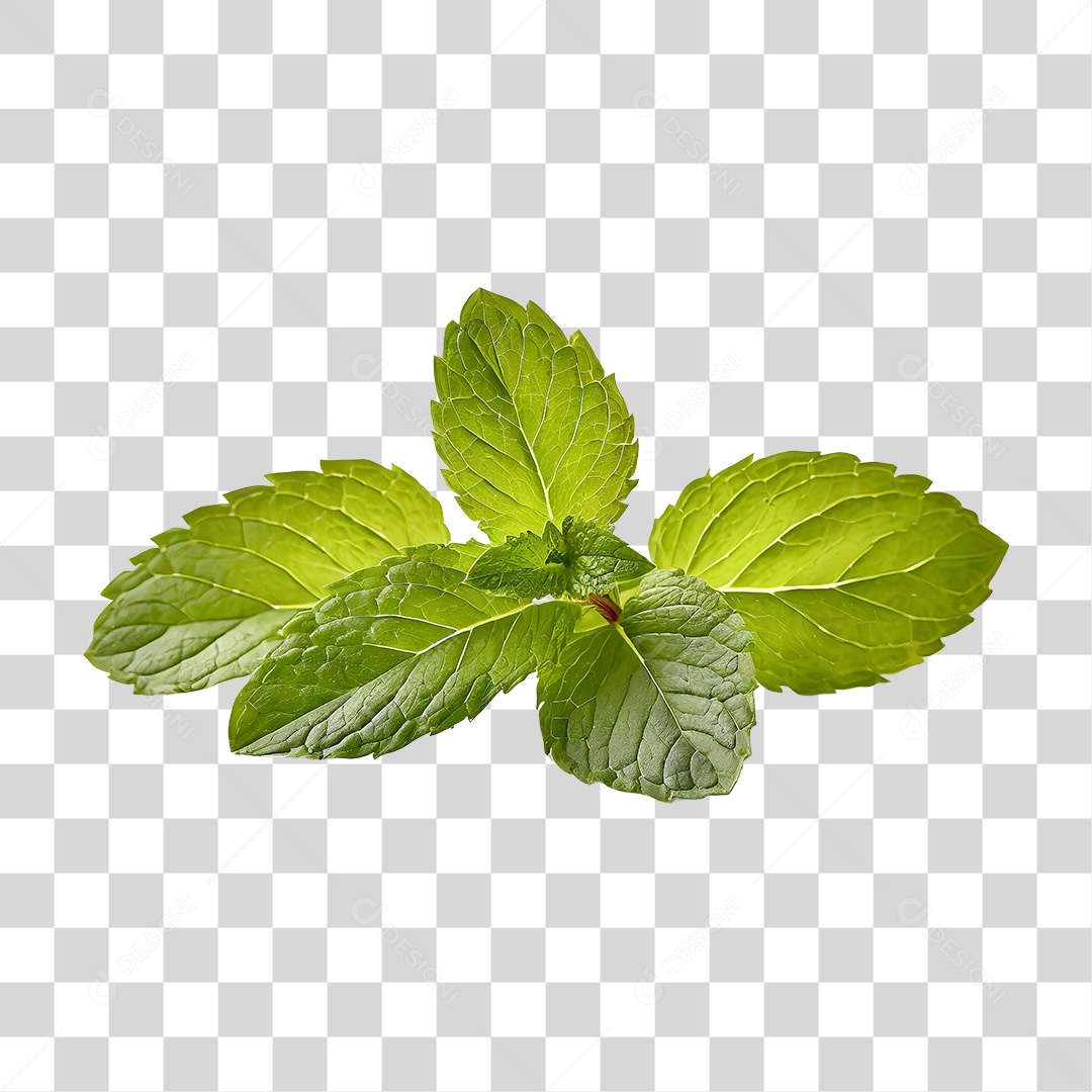 Folhas de Hortelã Verdes PNG Transparente