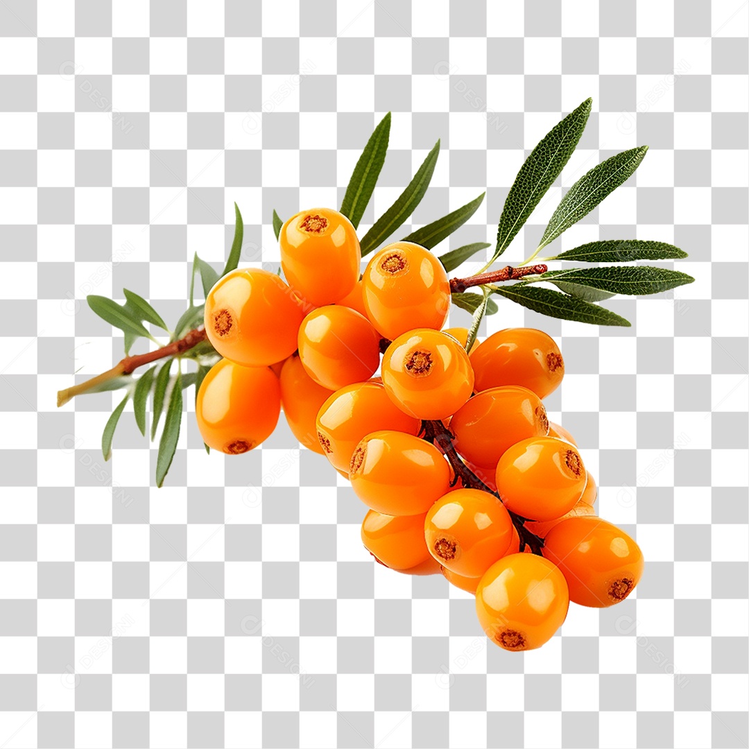 Fruto do Espinheiro-marítimo PNG Transparente