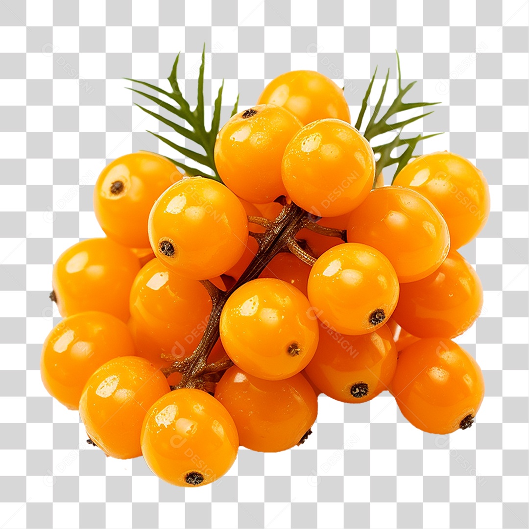 Fruto do Espinheiro-marítimo PNG Transparente