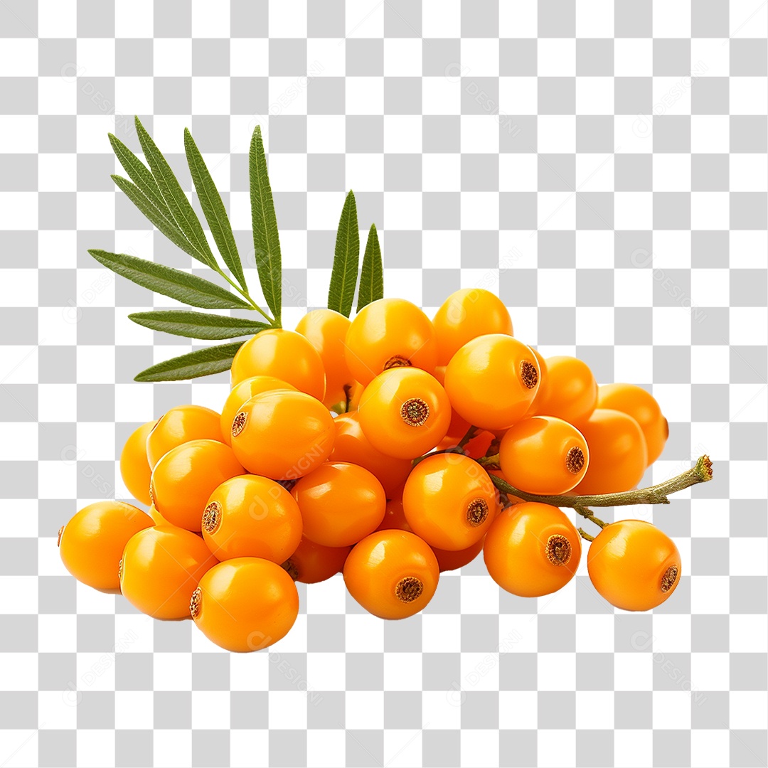 Fruto do Espinheiro-marítimo PNG Transparente