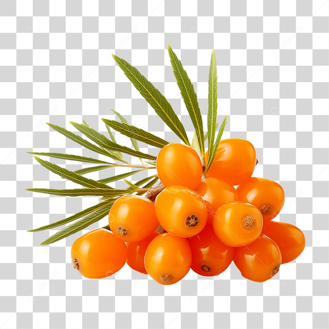 Fruto do Espinheiro-marítimo PNG Transparente