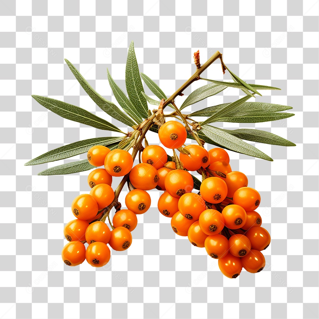 Fruto do Espinheiro-marítimo PNG Transparente