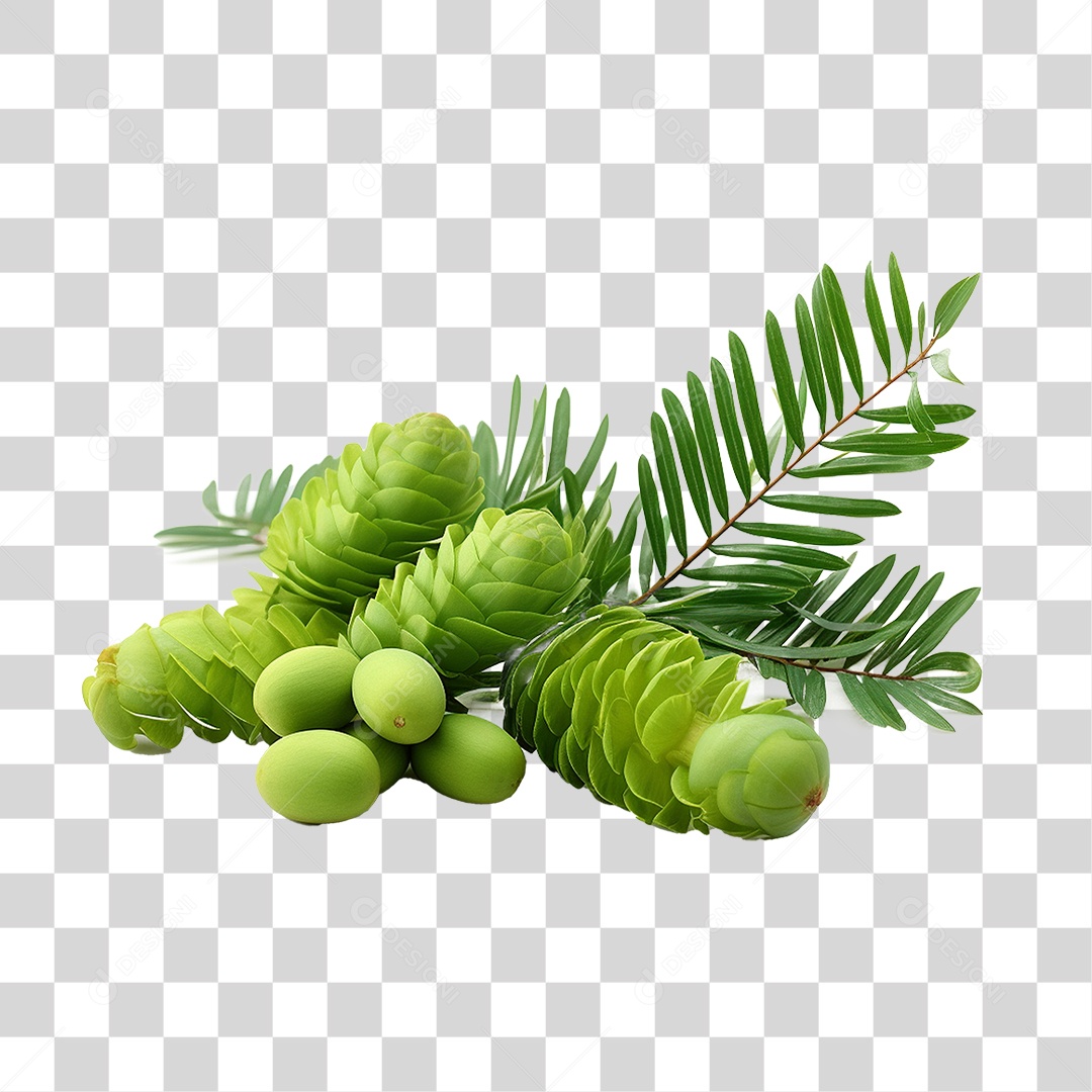 Fruto da Planta Zamia PNG Transparente