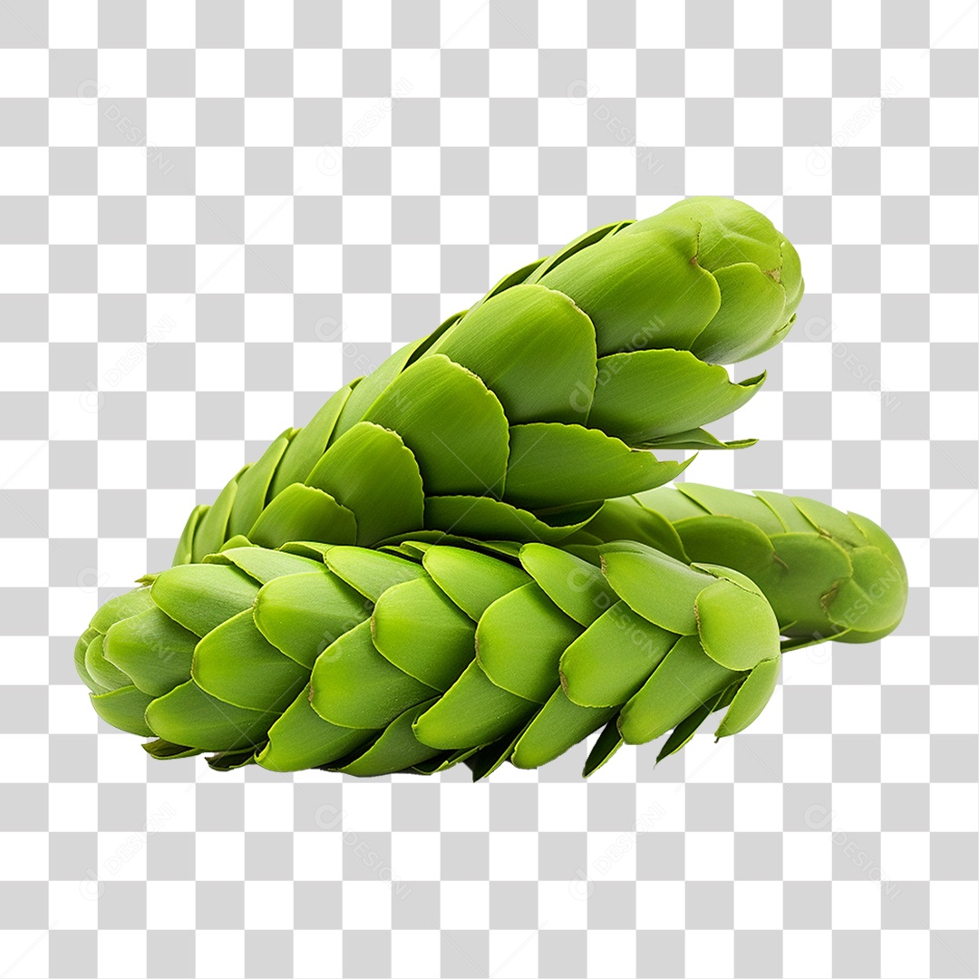 Fruto da Planta Zamia PNG Transparente