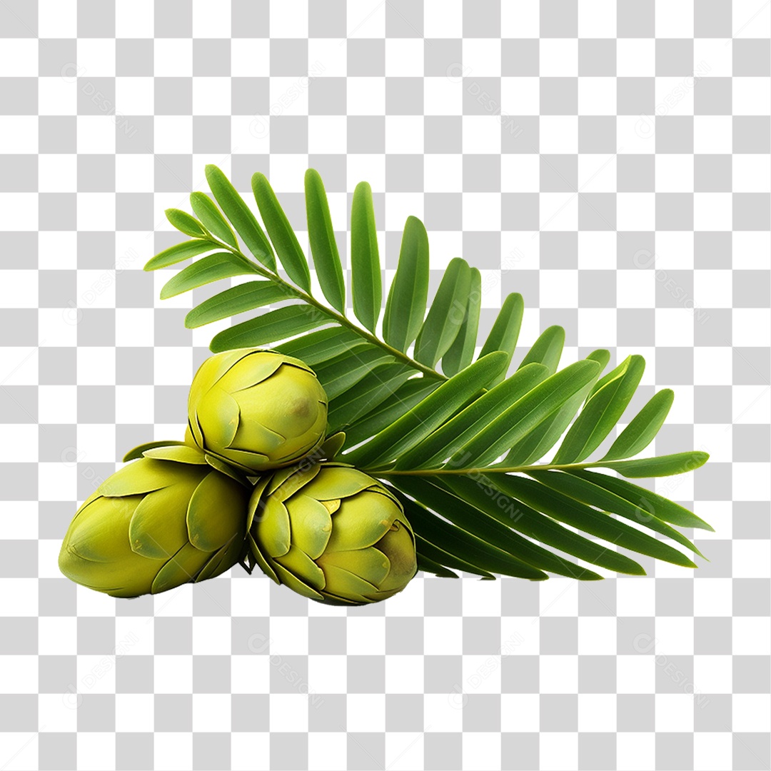 Fruto da Planta Zamia PNG Transparente