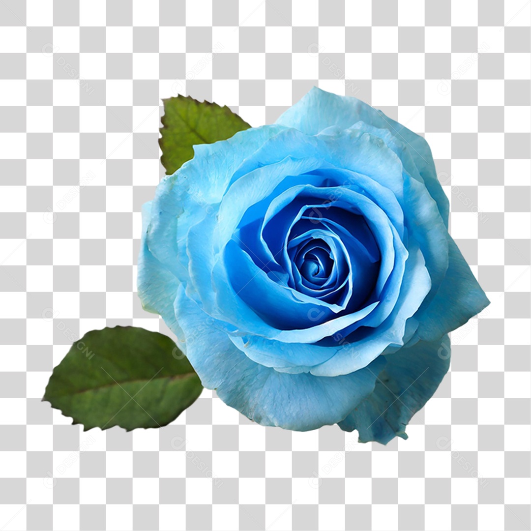 Flores Rosas Plantas PNG Transparente