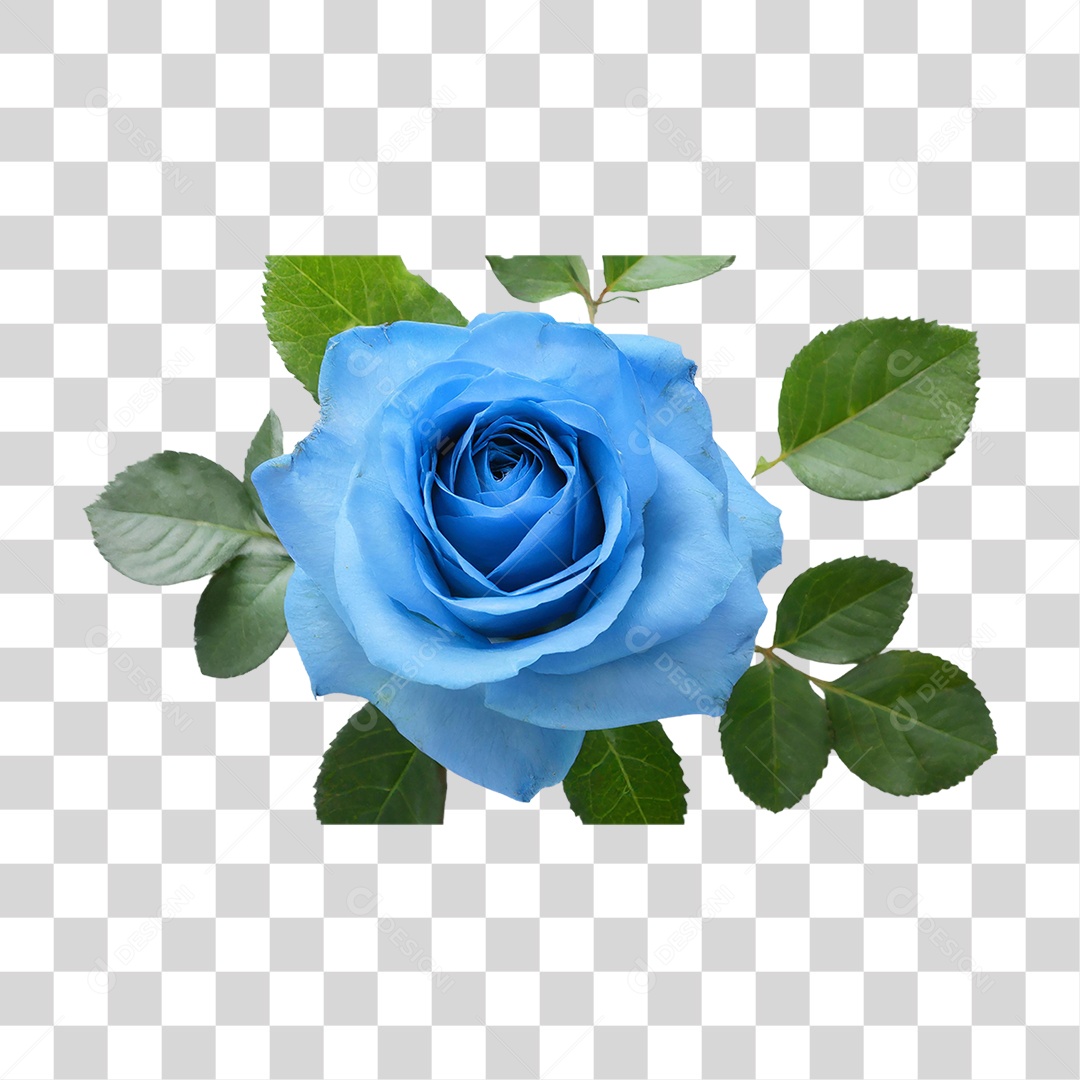 Flores Rosas Plantas PNG Transparente