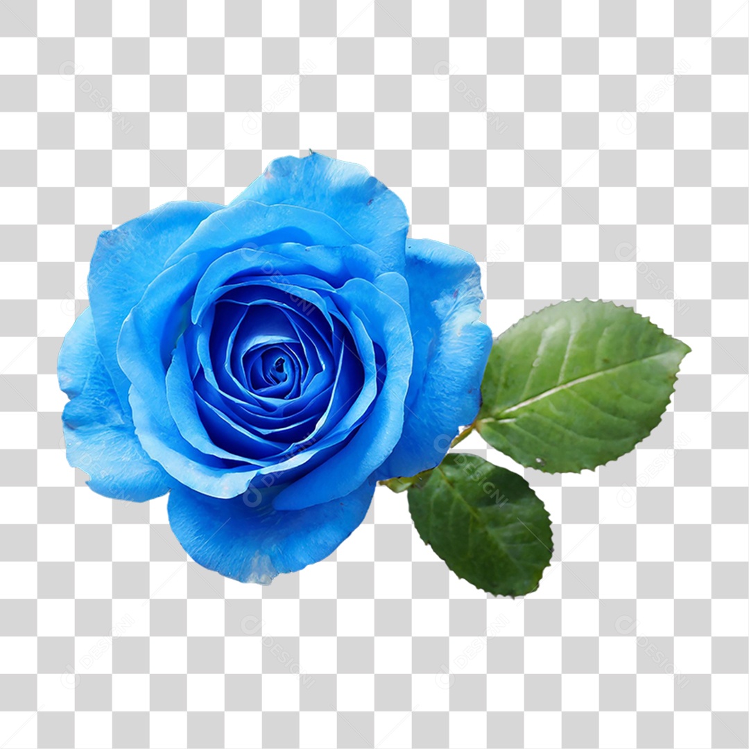 Flores Rosas Plantas PNG Transparente